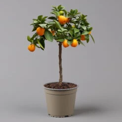 Kumquat 'Obovata', Stamm, Topf-Ø 20 Cm, Höhe Ca. 60 Cm 13 Kumquat 'Obovata', Stamm, Topf-Ø 20 Cm, Höhe Ca. 60 Cm -Compo Verkäufe 0630400019 Citrus fort marg Stamm T20 3162 Kumquat Obovata H60 6 125621