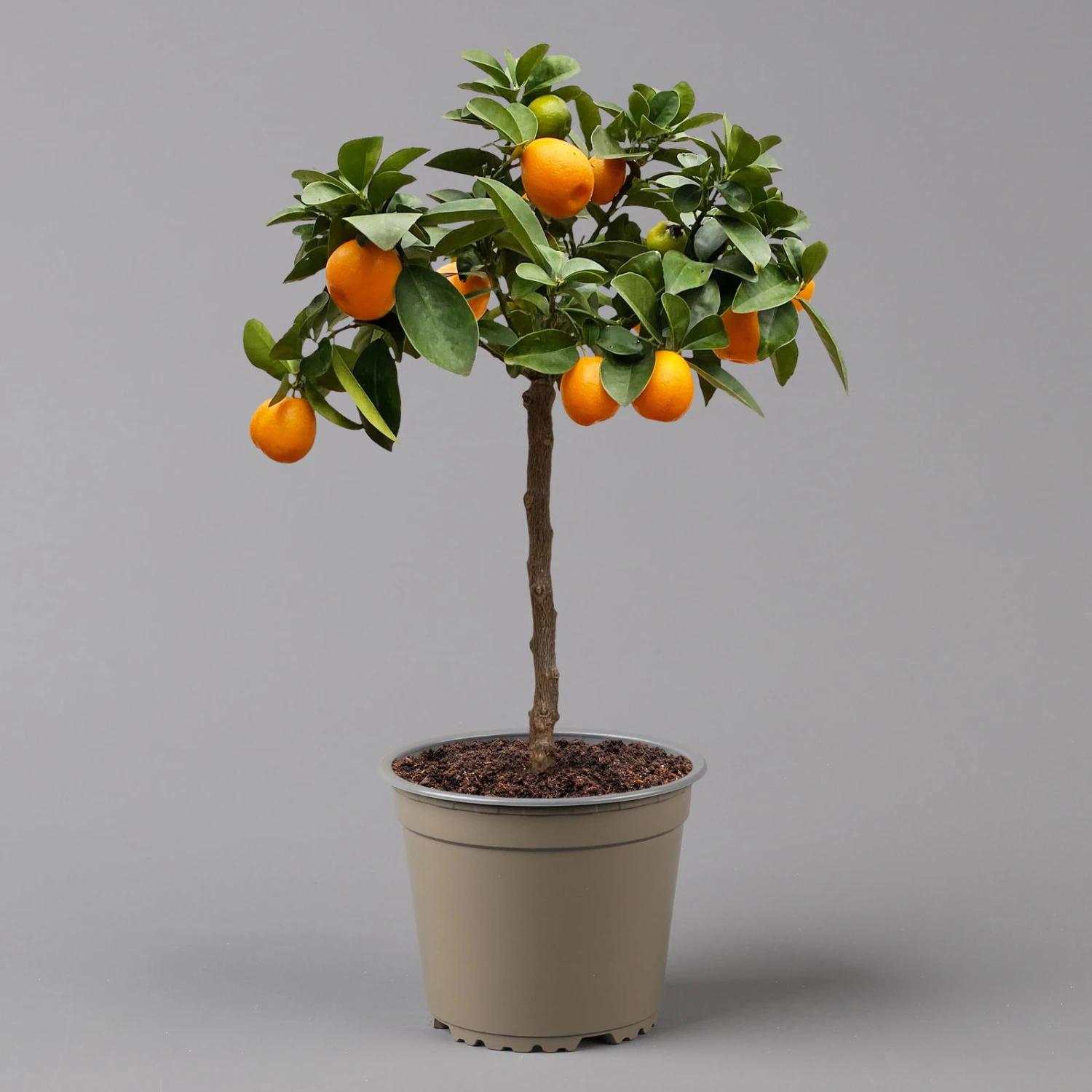 Kumquat 'Obovata', Stamm, Topf-Ø 20 Cm, Höhe Ca. 60 Cm 3 Kumquat 'Obovata', Stamm, Topf-Ø 20 Cm, Höhe Ca. 60 Cm – Bild 3