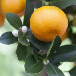Kumquat, Stamm, Topf-Ø 22 Cm -Compo Verkäufe 0630400068 0630400074 Citrus Calamondin 1 98319