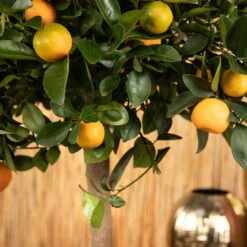 Kumquat, Stamm, Topf-Ø 22 Cm -Compo Verkäufe 0630400068 0630400074 Citrus Calamondin 2 98320