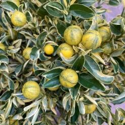 Calamondin 'Variegata', Stamm, Topf-Ø 20 Cm, Höhe 70 Cm 19 Calamondin 'Variegata', Stamm, Topf-Ø 20 Cm, Höhe 70 Cm -Compo Verkäufe 0630400078 Citrus madurensis Variegata Buntlaubige Calamondin 2 104835