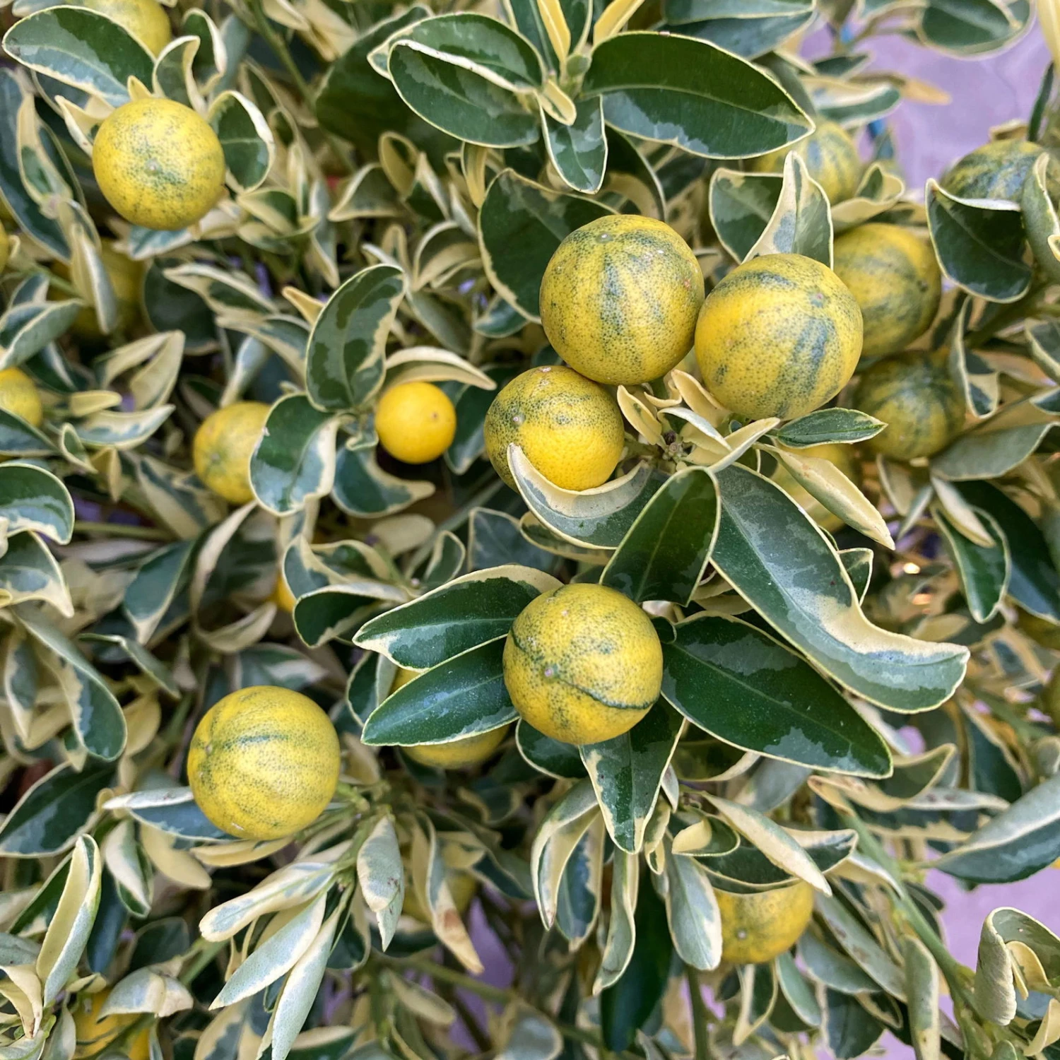 Calamondin 'Variegata', Stamm, Topf-Ø 20 Cm, Höhe 70 Cm 9 Calamondin 'Variegata', Stamm, Topf-Ø 20 Cm, Höhe 70 Cm – Bild 9