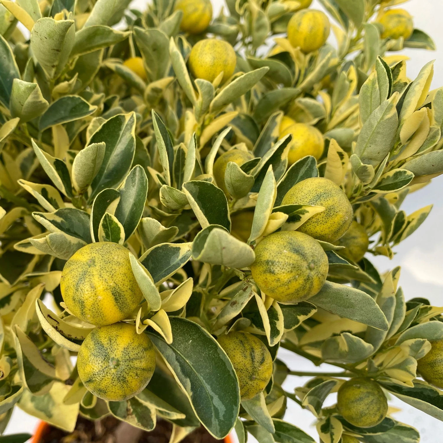 Calamondin 'Variegata', Stamm, Topf-Ø 20 Cm, Höhe 70 Cm 6 Calamondin 'Variegata', Stamm, Topf-Ø 20 Cm, Höhe 70 Cm – Bild 6