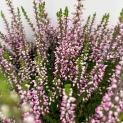 Knospenheide, Lila, Topf-Ø 10,5/11 Cm, 8er-Set -Compo Verkäufe 0650100467 Calluna vulgaris Knospenblueher lila 8er Set 3 112660