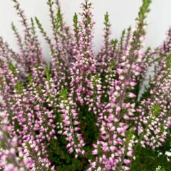 Knospenheide, Lila, Topf-Ø 10,5/11 Cm, 8er-Set -Compo Verkäufe 0650100467 Calluna vulgaris Knospenblueher lila 8er Set 5 112659