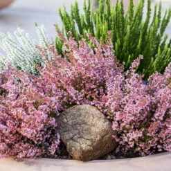 Glockenheide Rosa/rot, Farbe Nach Verfügbarkeit, Topf-Ø 11cm, 6er-Set 12 Glockenheide Rosa/rot, Farbe Nach Verfügbarkeit, Topf-Ø 11cm, 6er-Set -Compo Verkäufe 0651100048 Erica gracilis rosarot 6er Set 1 96915