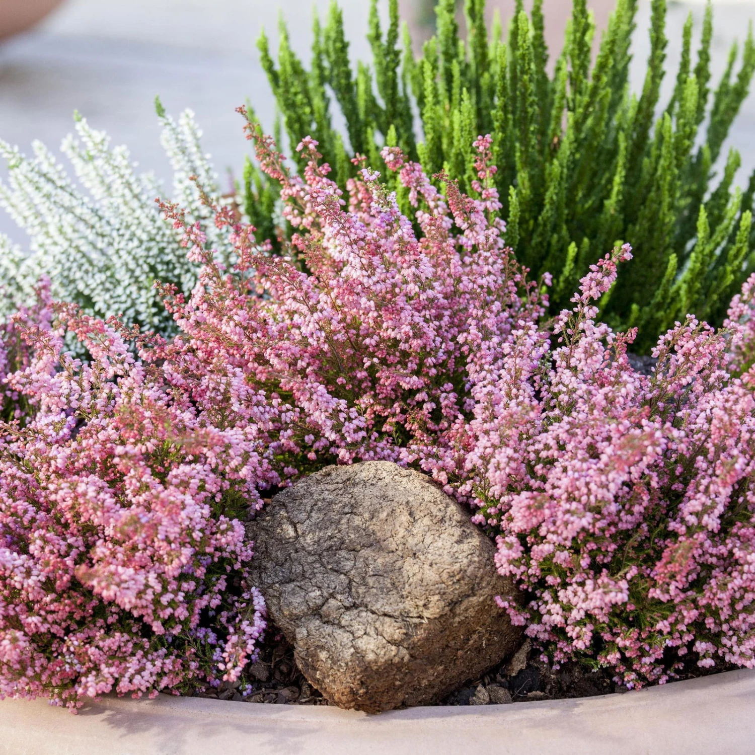 Glockenheide Rosa/rot, Farbe Nach Verfügbarkeit, Topf-Ø 11cm, 6er-Set 5 Glockenheide Rosa/rot, Farbe Nach Verfügbarkeit, Topf-Ø 11cm, 6er-Set – Bild 5