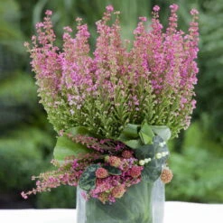 Glockenheide Rosa/rot, Farbe Nach Verfügbarkeit, Topf-Ø 11cm, 6er-Set 11 Glockenheide Rosa/rot, Farbe Nach Verfügbarkeit, Topf-Ø 11cm, 6er-Set -Compo Verkäufe 0651100048 Erica gracilis rosarot 6er Set 2 1 96914