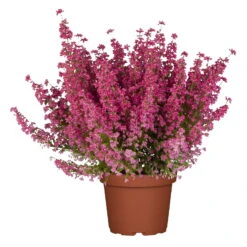 Glockenheide Rosa/rot, Farbe Nach Verfügbarkeit, Topf-Ø 11cm, 6er-Set 10 Glockenheide Rosa/rot, Farbe Nach Verfügbarkeit, Topf-Ø 11cm, 6er-Set -Compo Verkäufe 0651100048 Erica gracilis rosarot 6er Set 4 96913