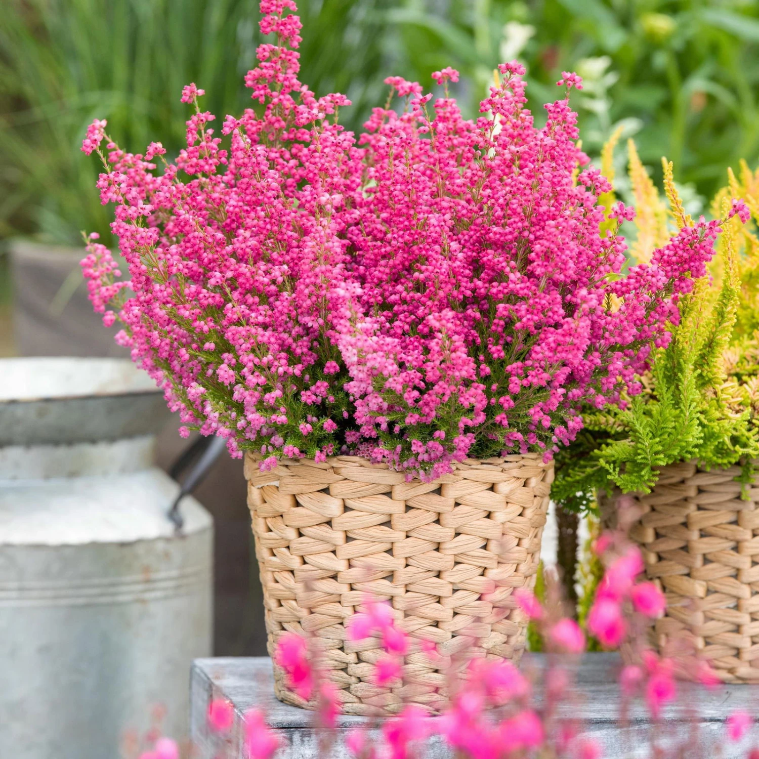 Glockenheide Rosa/rot, Farbe Nach Verfügbarkeit, Topf-Ø 11cm, 6er-Set 1 Glockenheide Rosa/rot, Farbe Nach Verfügbarkeit, Topf-Ø 11cm, 6er-Set