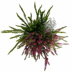 Heide-Mixtopf Mit Knospenheide Und Silberdraht, Topf 17 Cm Ø, 2er-Set -Compo Verkäufe 0651200041 Calluna Mixtopf T17 2er Set Calluna rot Skyli Calocephalus 5 115326