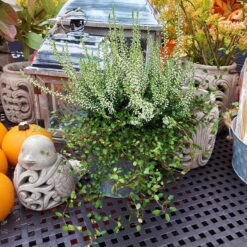 Knospenheide & Mühlenbeckia Duo, Weiß, Topf-Ø 13cm, 6er-Set 8 Knospenheide & Mühlenbeckia Duo, Weiß, Topf-Ø 13cm, 6er-Set -Compo Verkäufe 0651200048 Calluna Muehlenbeckia T13 weiss Set 6 2 81515