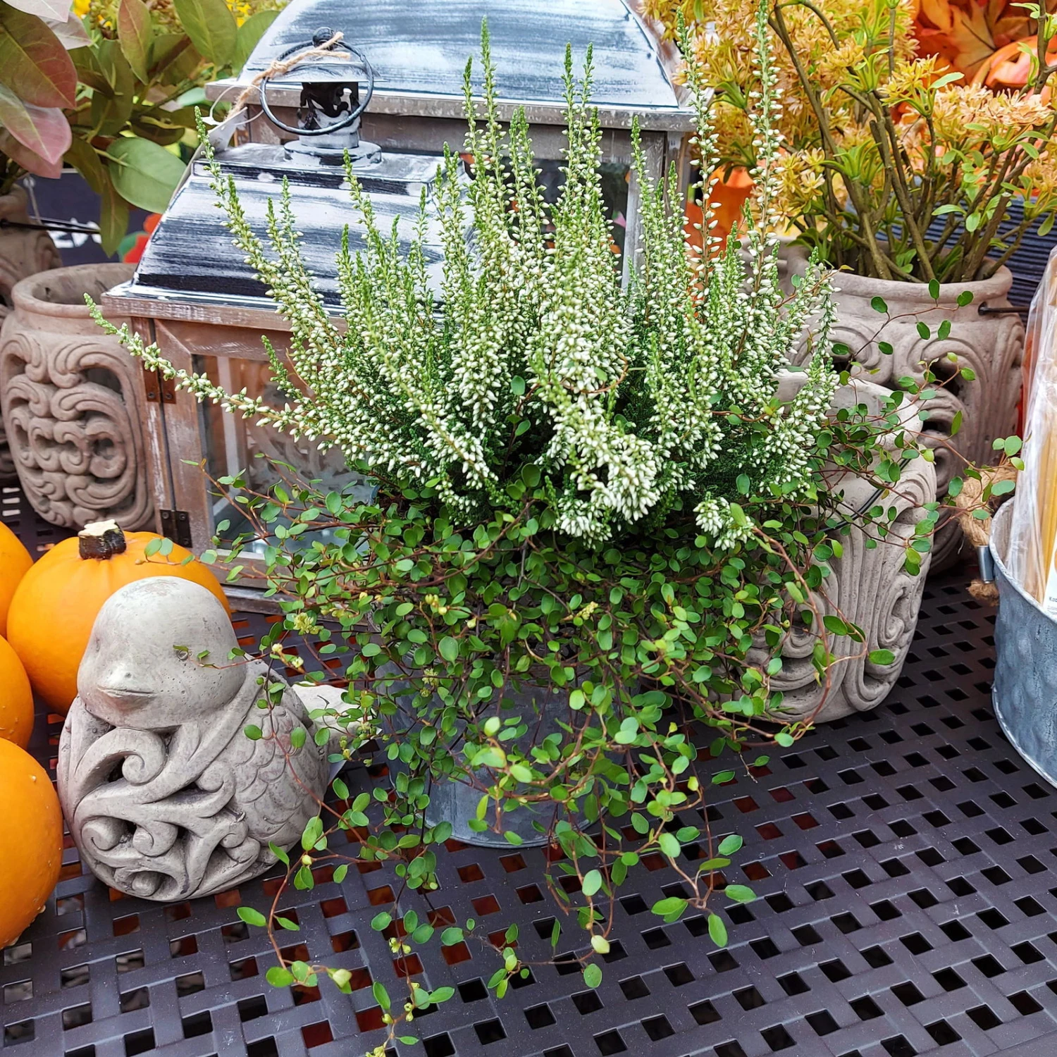 Knospenheide & Mühlenbeckia Duo, Weiß, Topf-Ø 13cm, 6er-Set 3 Knospenheide & Mühlenbeckia Duo, Weiß, Topf-Ø 13cm, 6er-Set – Bild 3