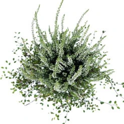 Knospenheide & Mühlenbeckia Duo, Weiß, Topf-Ø 13cm, 6er-Set 9 Knospenheide & Mühlenbeckia Duo, Weiß, Topf-Ø 13cm, 6er-Set -Compo Verkäufe 0651200048 Calluna Muehlenbeckia T13 weiss Set 6 6 81600