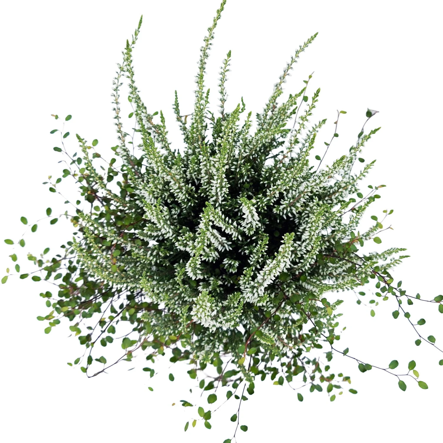 Knospenheide & Mühlenbeckia Duo, Weiß, Topf-Ø 13cm, 6er-Set 4 Knospenheide & Mühlenbeckia Duo, Weiß, Topf-Ø 13cm, 6er-Set – Bild 4