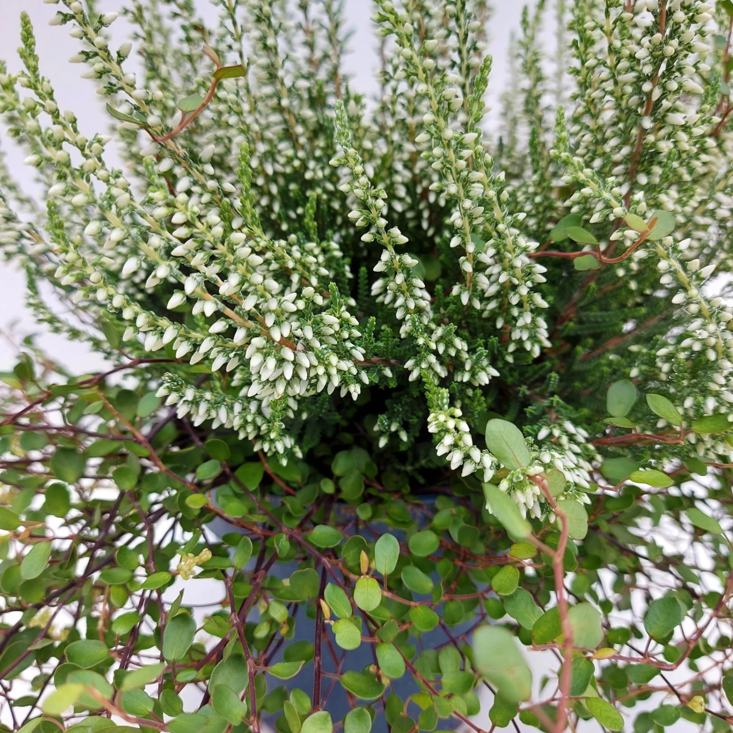 Knospenheide & Mühlenbeckia Duo, Weiß, Topf-Ø 13cm, 6er-Set 2 Knospenheide & Mühlenbeckia Duo, Weiß, Topf-Ø 13cm, 6er-Set – Bild 2