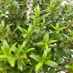 Myrte Weiß, Busch, Topf-Ø 15 Cm, Höhe Ca. 25 Cm, 2er-Set -Compo Verkäufe 0670200111 Myrtus microphylla Busch T15 2er Set 10 109728 1