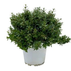 Myrte Weiß, Busch, Topf-Ø 15 Cm, Höhe Ca. 25 Cm, 2er-Set -Compo Verkäufe 0670200111 Myrtus microphylla Busch T15 2er Set 1 109786