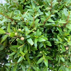 Myrte Weiß, Busch, Topf-Ø 15 Cm, Höhe Ca. 25 Cm, 2er-Set -Compo Verkäufe 0670200111 Myrtus microphylla Busch T15 2er Set 4 109727 1