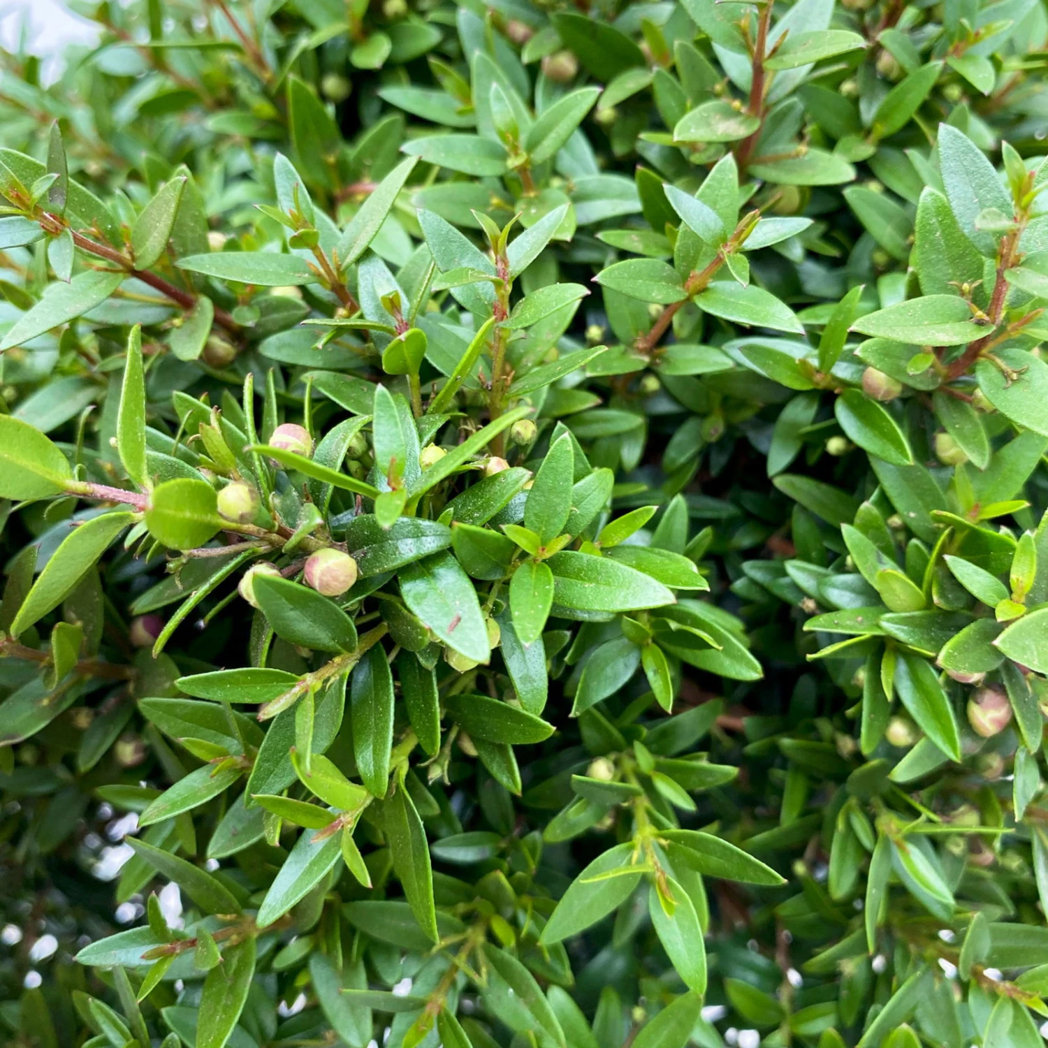 Myrte Weiß, Stamm, Topf-Ø 22 Cm 2 Myrte Weiß, Stamm, Topf-Ø 22 Cm – Bild 2