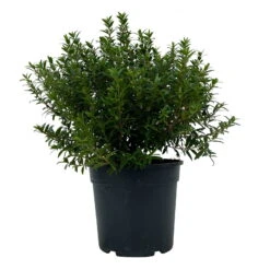 Myrte Weiß, Busch, Topf-Ø 15 Cm, Höhe Ca. 25 Cm, 2er-Set -Compo Verkäufe 0670200111 Myrtus microphylla Busch T15 2er Set 6 109784