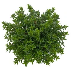 Myrte Weiß, Busch, Topf-Ø 15 Cm, Höhe Ca. 25 Cm, 2er-Set -Compo Verkäufe 0670200111 Myrtus microphylla Busch T15 2er Set 9 109787