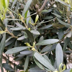 Olivenbaum, Stämmchen, Topf-Ø Ca. 32 Cm, Höhe Ca. 140 Cm -Compo Verkäufe 0680200020 Koelle Olea europaea Stamm T33 4 90761