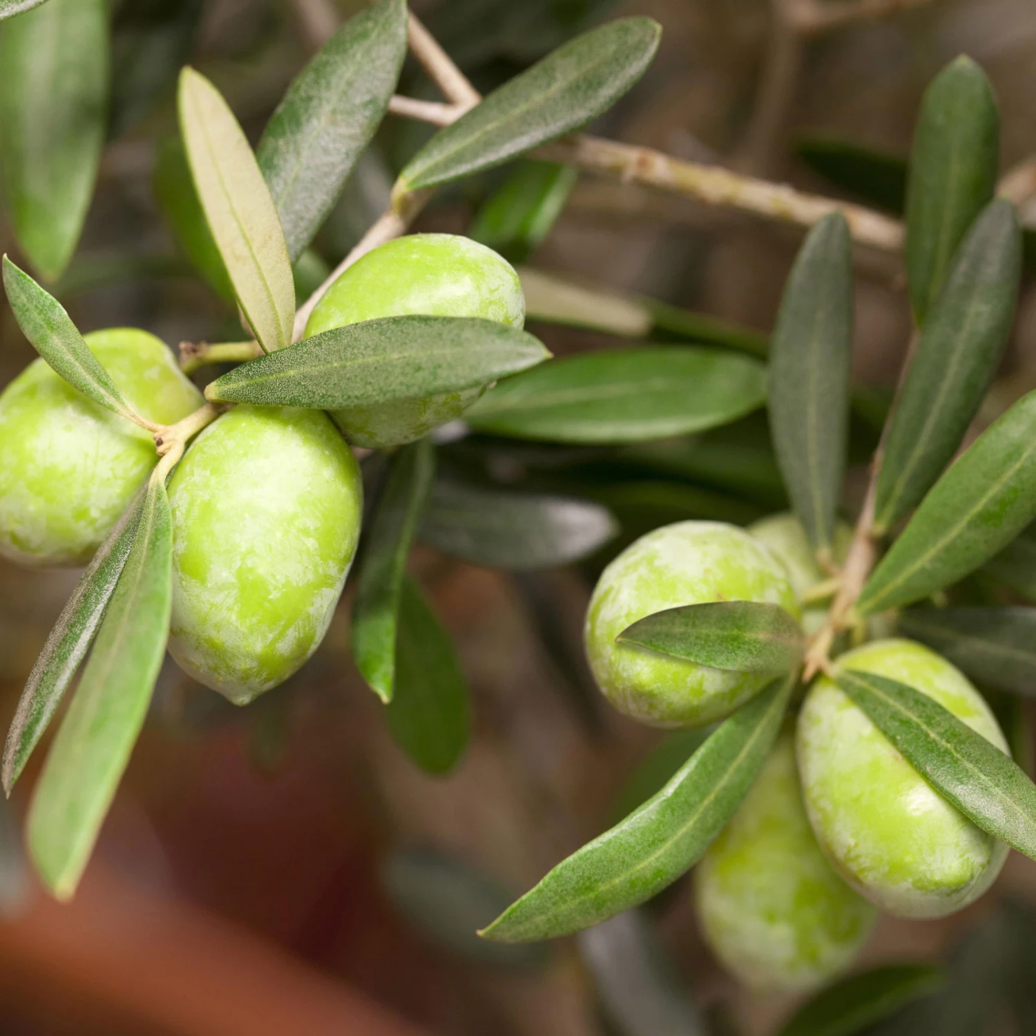 Olivenbaum, Stämmchen, Topf-Ø 19 Cm, Höhe Ca. 90 Cm 3 Olivenbaum, Stämmchen, Topf-Ø 19 Cm, Höhe Ca. 90 Cm – Bild 3