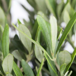 Olivenbaum, Busch, Topf-Ø 21 Cm, Höhe Ca. 50 Cm -Compo Verkäufe 0680200048 0680200051 0680200054 0680200057 0680200061 0680200075 Koelle Olea europaea Busch 76777 4