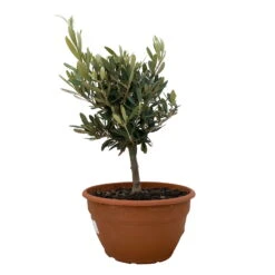 Olivenbaum 'Bonsai', Topf-Ø 20 Cm, Höhe Ca. 45 Cm 11 Olivenbaum 'Bonsai', Topf-Ø 20 Cm, Höhe Ca. 45 Cm -Compo Verkäufe 0680200051 Koelle Olea europaea Schale Bonsai 1 110027
