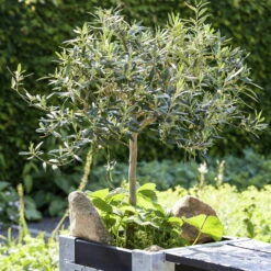 Olivenbaum, Stamm, Topf-Ø 22 Cm, Höhe Ca. 100 Cm 11 Olivenbaum, Stamm, Topf-Ø 22 Cm, Höhe Ca. 100 Cm -Compo Verkäufe 0680200057 0680200075 Olivenstaemmchen Stimmung 76778 1