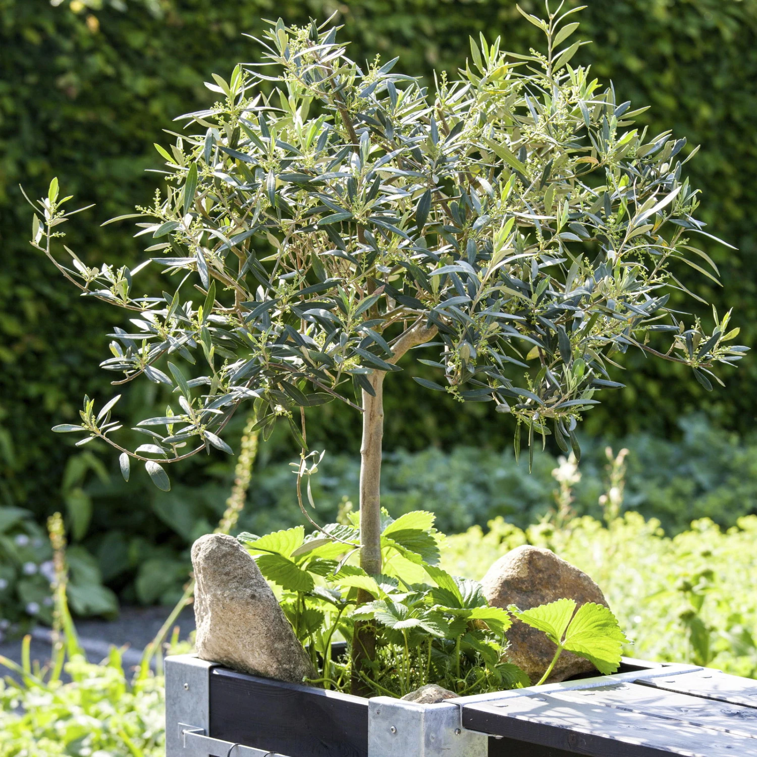 Olivenbaum, Stamm, Topf-Ø 22 Cm, Höhe Ca. 100 Cm 5 Olivenbaum, Stamm, Topf-Ø 22 Cm, Höhe Ca. 100 Cm – Bild 5