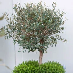 Olivenbaum, Busch, Topf-Ø 15 Cm, Höhe Ca. 30 Cm -Compo Verkäufe 0680200061 Koelle Olea europaea Busch 15 cm Topf 81760
