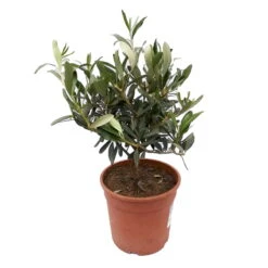 Olivenbaum, Busch, Topf-Ø 15 Cm, Höhe Ca. 30 Cm -Compo Verkäufe 0680200085und 0680200061 Olive Busch T15 IMG 20200504 081359 81949