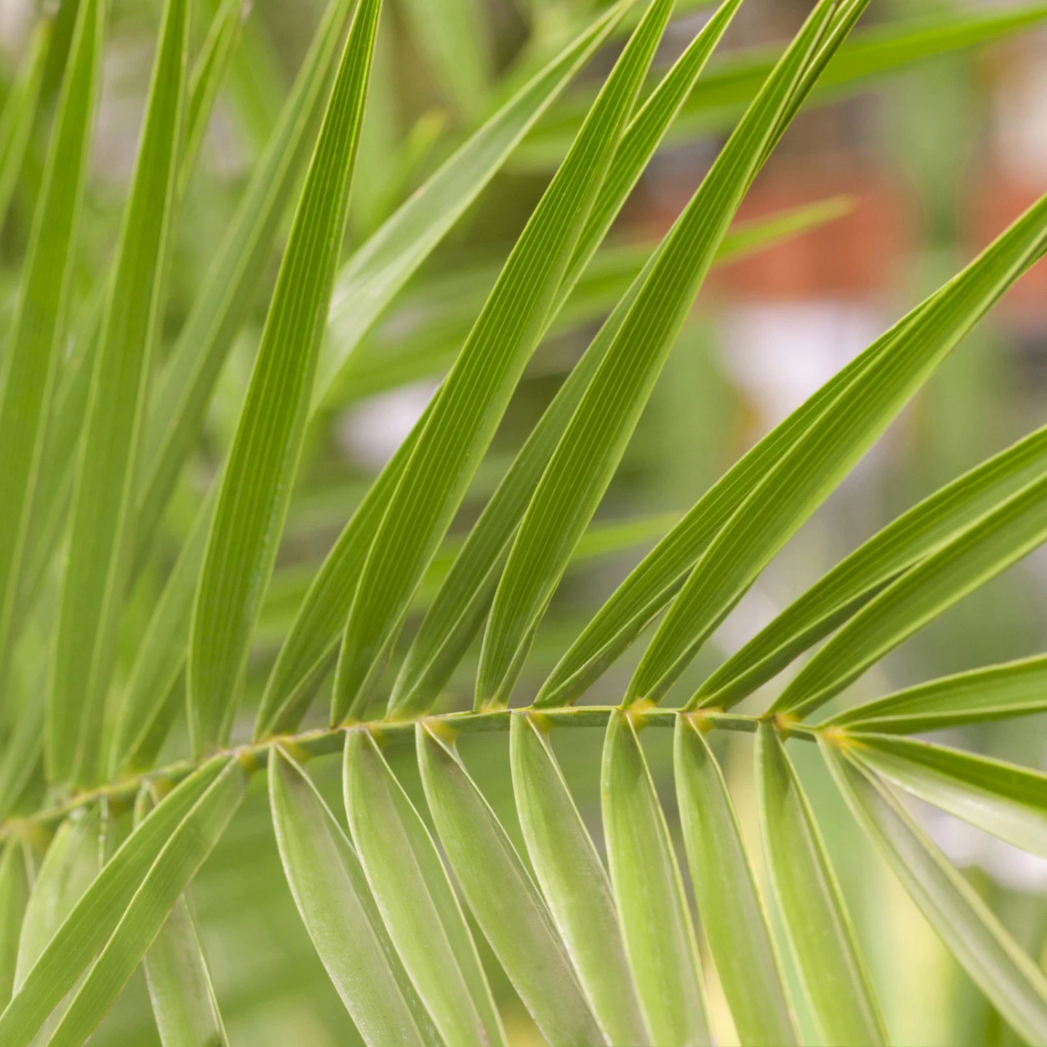Dattelpalme, Topf-Ø 35 Cm, Höhe Ca. 160 Cm 2 Dattelpalme, Topf-Ø 35 Cm, Höhe Ca. 160 Cm – Bild 2