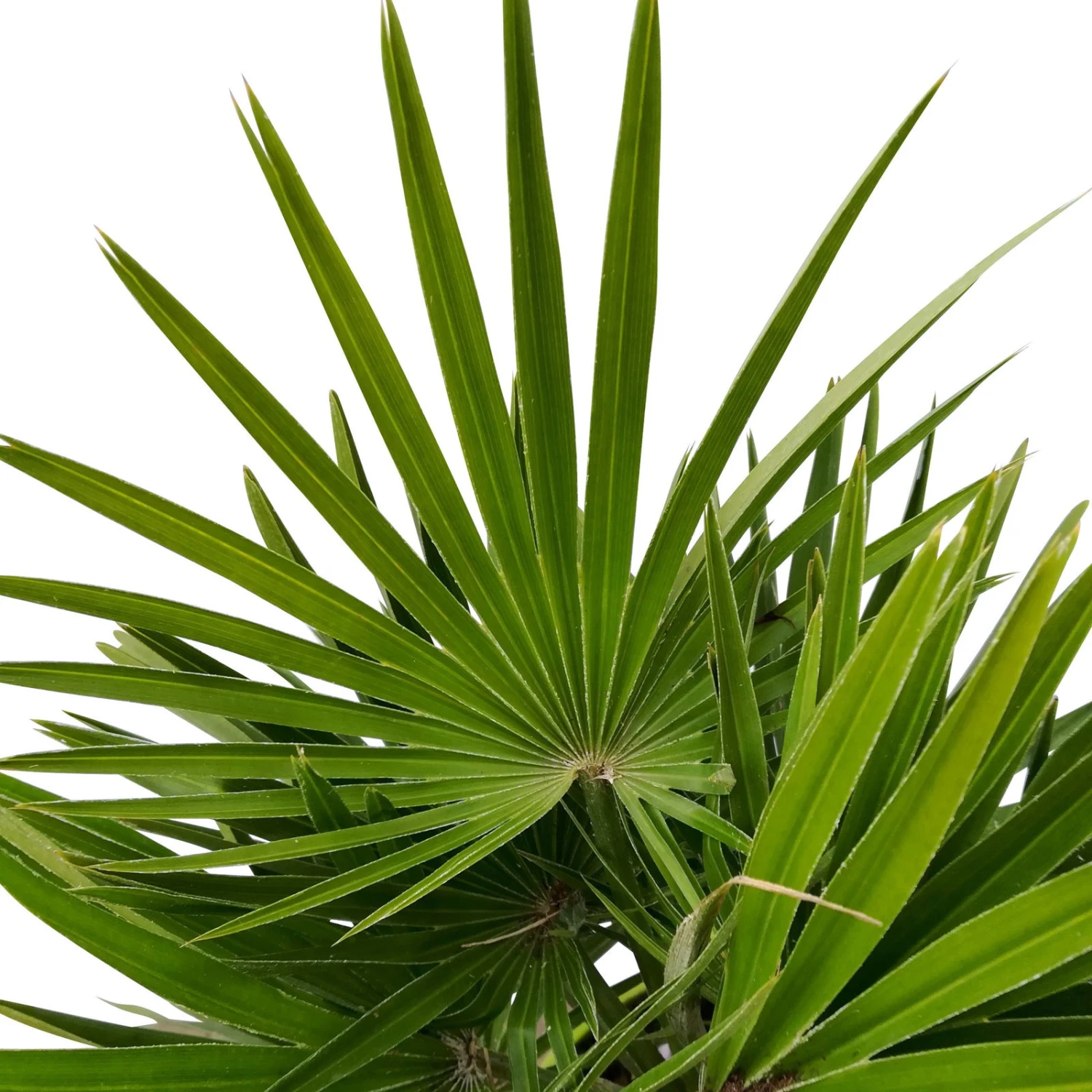 Chamaerops Humilis, Topf-Ø 24 Cm, Höhe Ca. 70 Cm 2 Chamaerops Humilis, Topf-Ø 24 Cm, Höhe Ca. 70 Cm – Bild 2