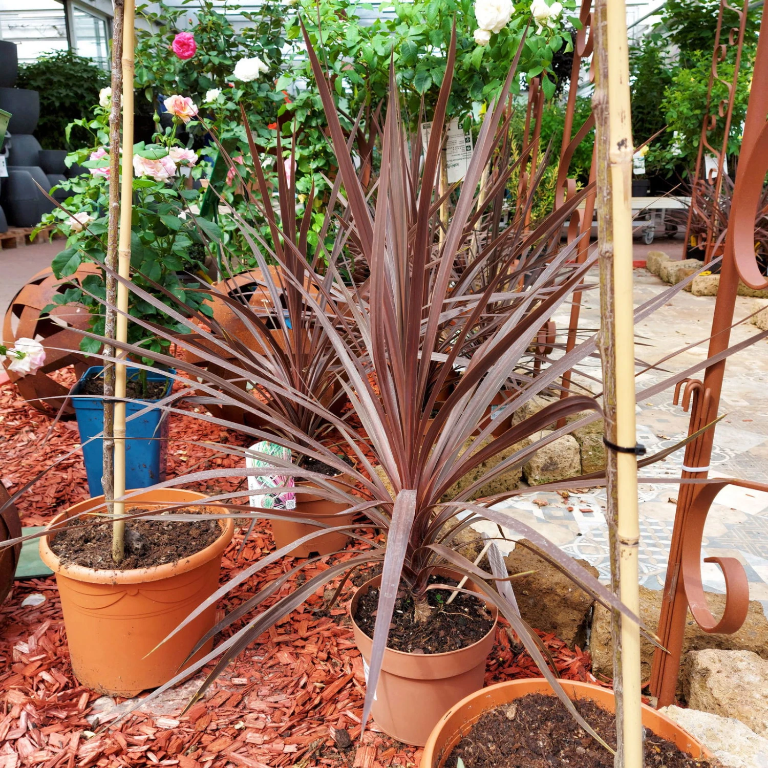 Keulenlilie 'Red Star' Rotlaubig, Topf-Ø 17/19 Cm, Höhe Ca. 60 Cm 3 Keulenlilie 'Red Star' Rotlaubig, Topf-Ø 17/19 Cm, Höhe Ca. 60 Cm – Bild 3