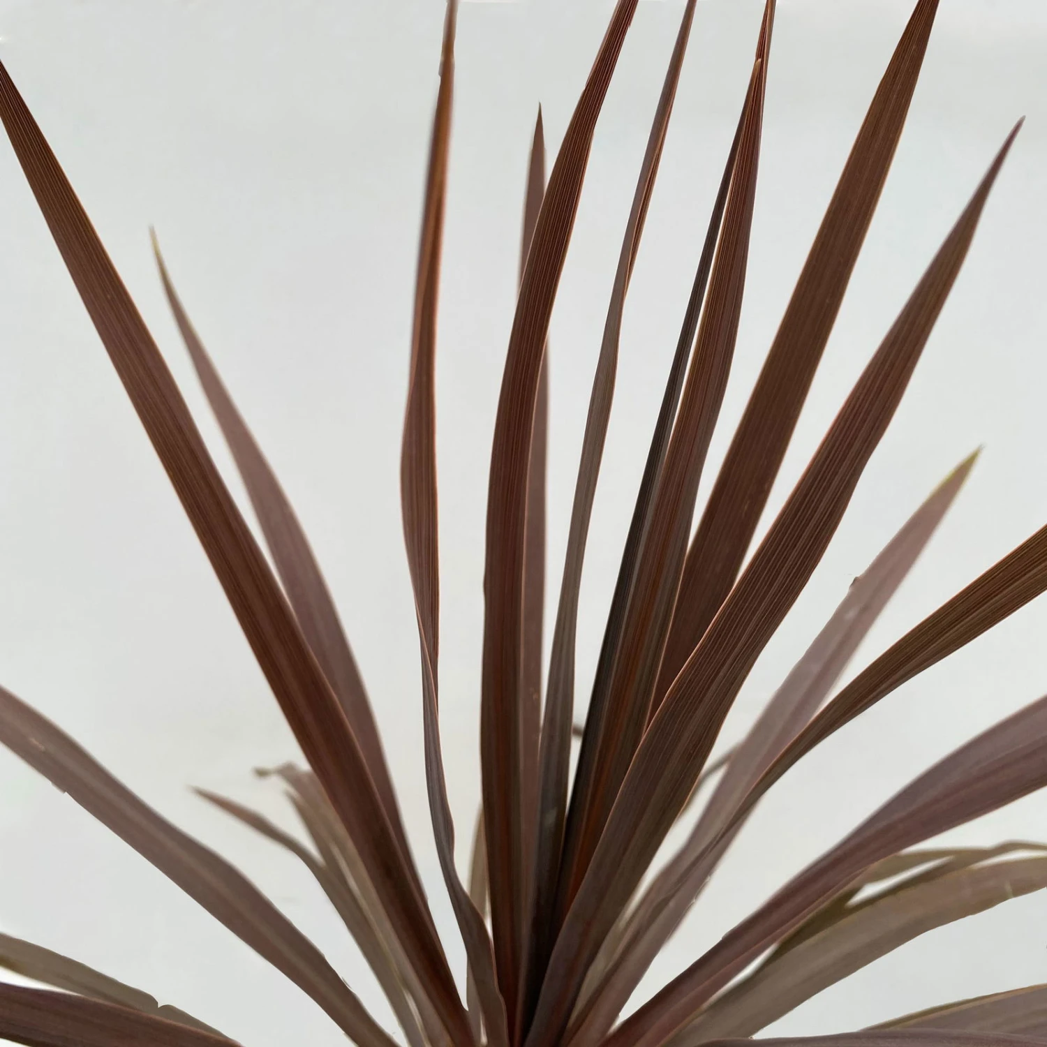 Keulenlilie 'Red Star' Rotlaubig, Topf-Ø 17/19 Cm, Höhe Ca. 60 Cm 2 Keulenlilie 'Red Star' Rotlaubig, Topf-Ø 17/19 Cm, Höhe Ca. 60 Cm – Bild 2