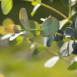 Eukalyptus, Stamm, Topf-Ø 22 Cm, Höhe Ca. 90 Cm -Compo Verkäufe 0680400001 0680400007 0680400010 0680400016 0680400019 0680400021 Eucalyptus gunii Busch1 77878 1