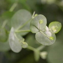 Eukalyptus, Stamm, Topf-Ø 22 Cm, Höhe Ca. 90 Cm -Compo Verkäufe 0680400001 0680400007 0680400010 0680400016 0680400019 0680400021 Eucalyptus gunii Busch 77876 1