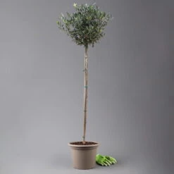 Olivenbaum, Stämmchen, Topf-Ø 24 Cm, Höhe Ca. 140 Cm