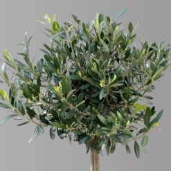 Olivenbaum, Stämmchen, Topf-Ø 24 Cm, Höhe Ca. 140 Cm -Compo Verkäufe 0681200013 Koelle Olea europaea Stamm Extra T24 3030Collina H140 2 125589
