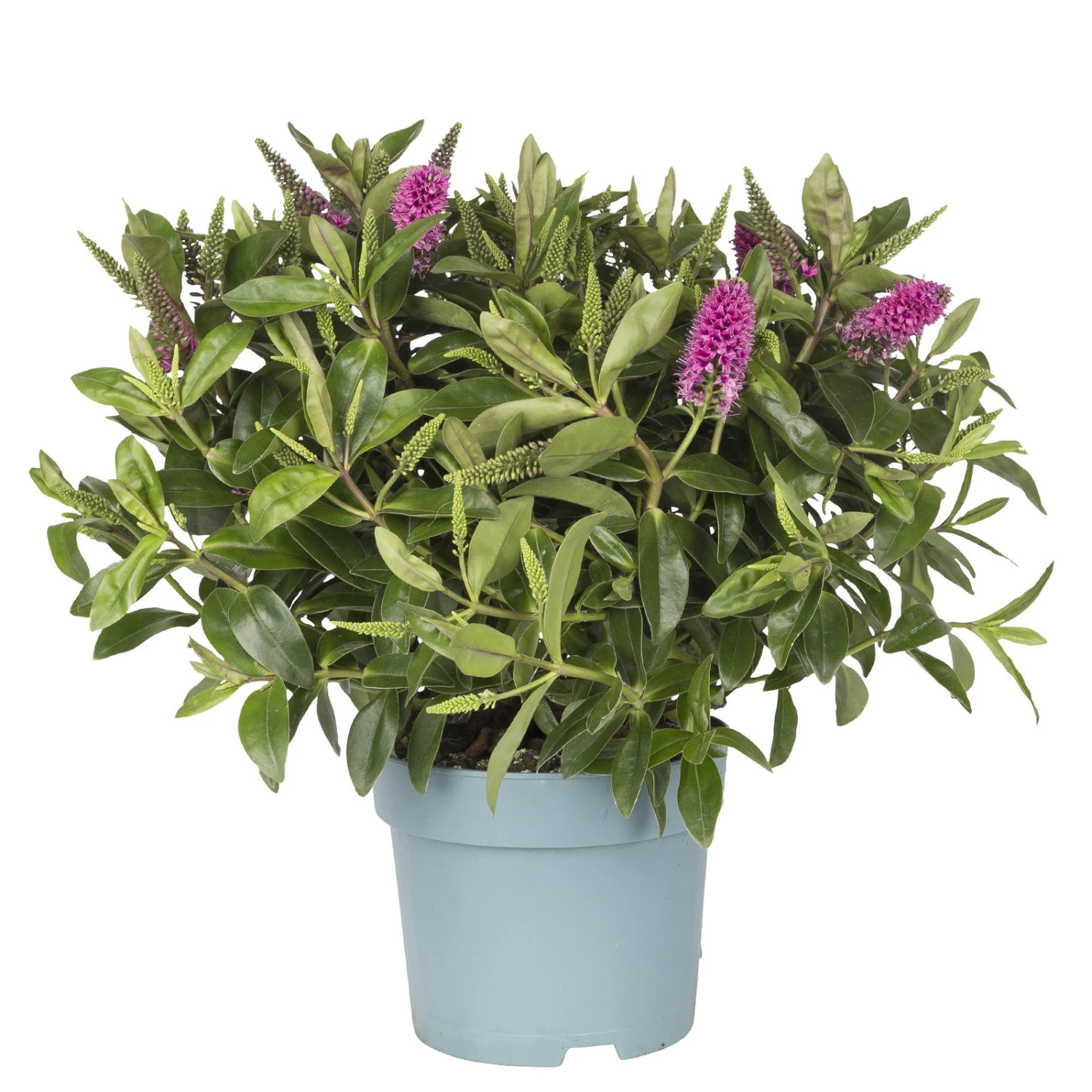 Hebe Lila, Topf-Ø 15 Cm, 3er-Set 2 Hebe Lila, Topf-Ø 15 Cm, 3er-Set – Bild 2