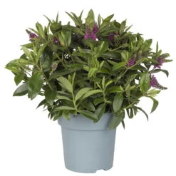 Hebe Lila, Topf-Ø 15 Cm, 3er-Set 10 Hebe Lila, Topf-Ø 15 Cm, 3er-Set -Compo Verkäufe 0690100125 koelle hebe t15 magenta nikka 1 68834