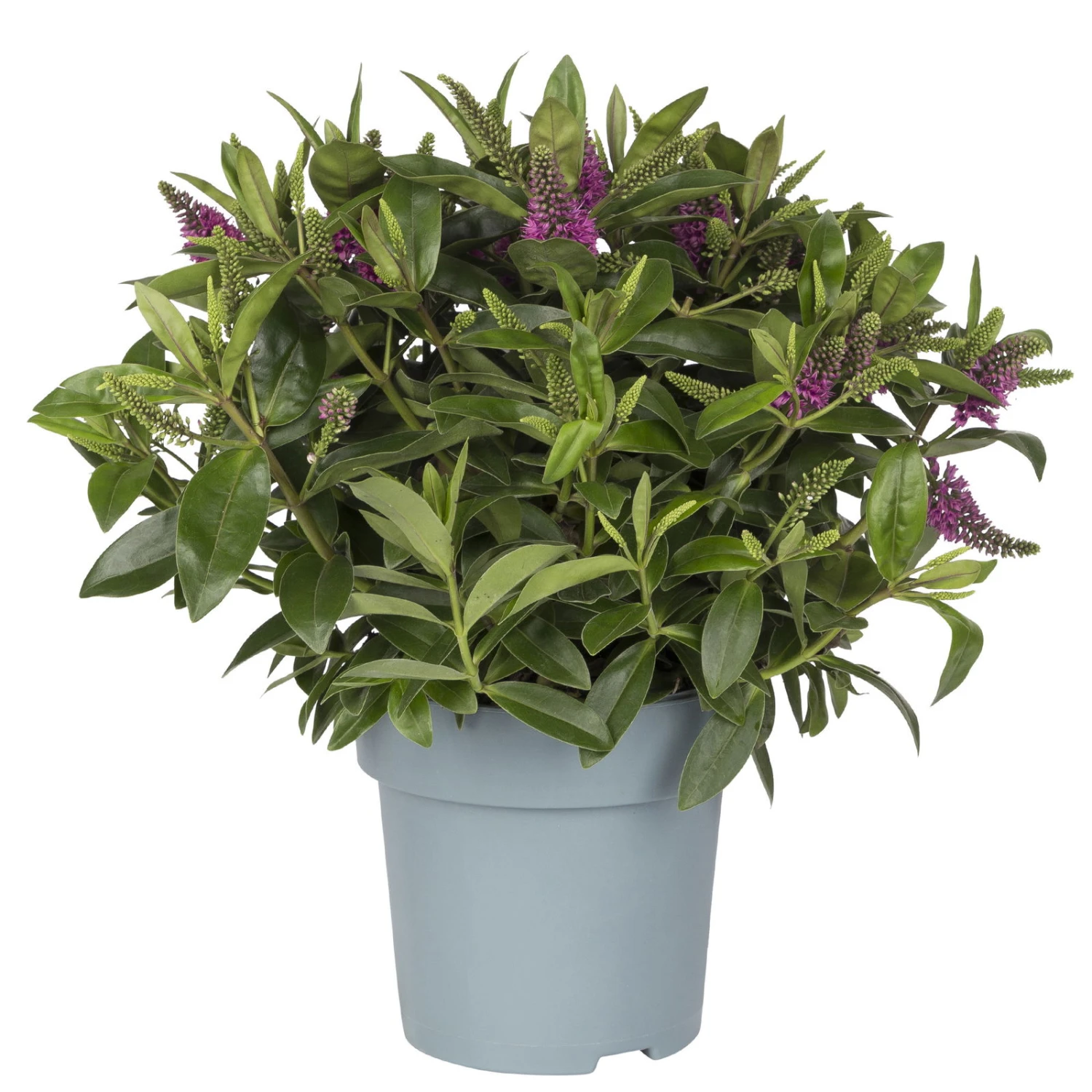 Hebe Lila, Topf-Ø 15 Cm, 3er-Set 3 Hebe Lila, Topf-Ø 15 Cm, 3er-Set – Bild 3