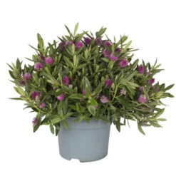 Hebe Rosa-pink, Topf-Ø 19 Cm, 2er-Set