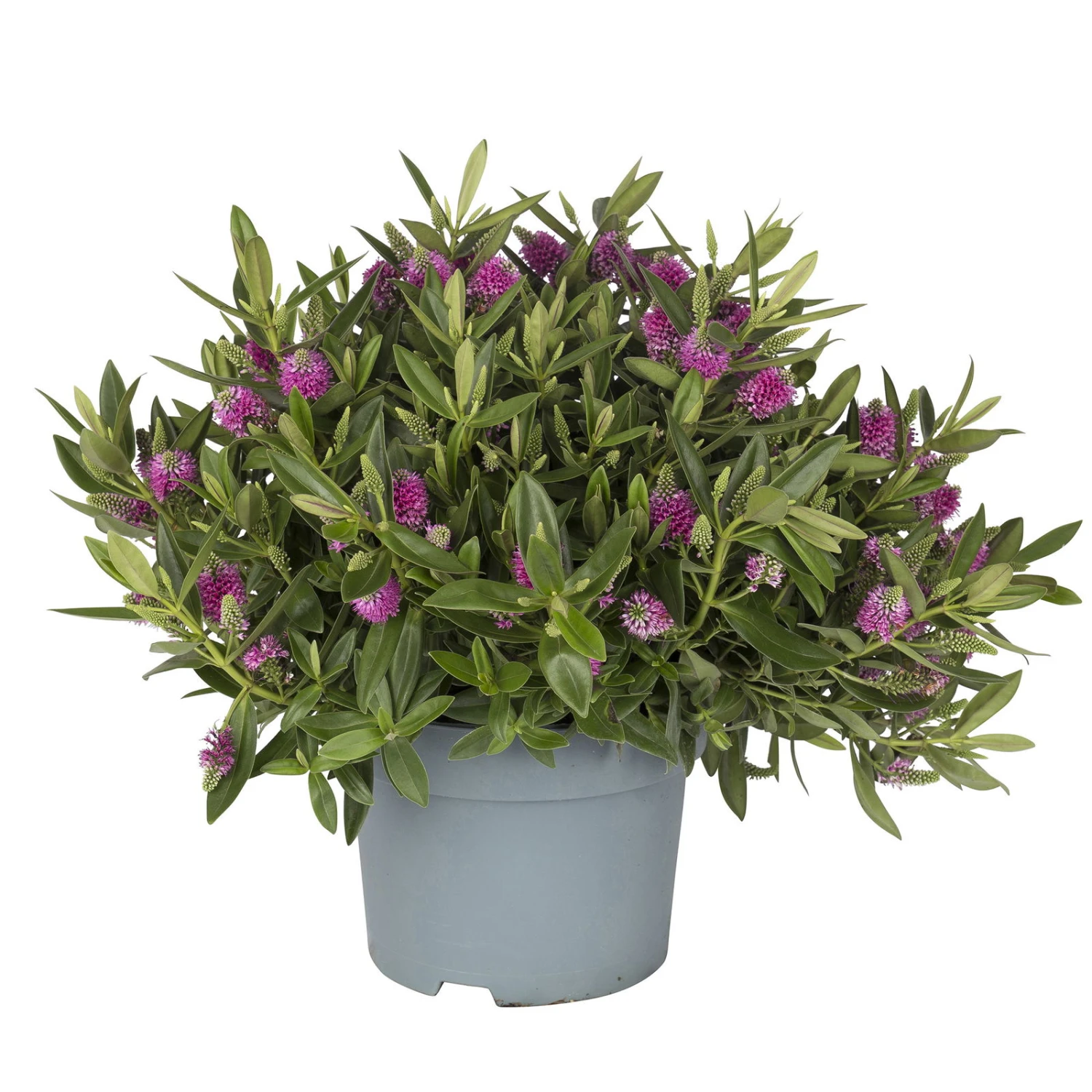 Hebe Rosa-pink, Topf-Ø 19 Cm, 2er-Set 1 Hebe Rosa-pink, Topf-Ø 19 Cm, 2er-Set