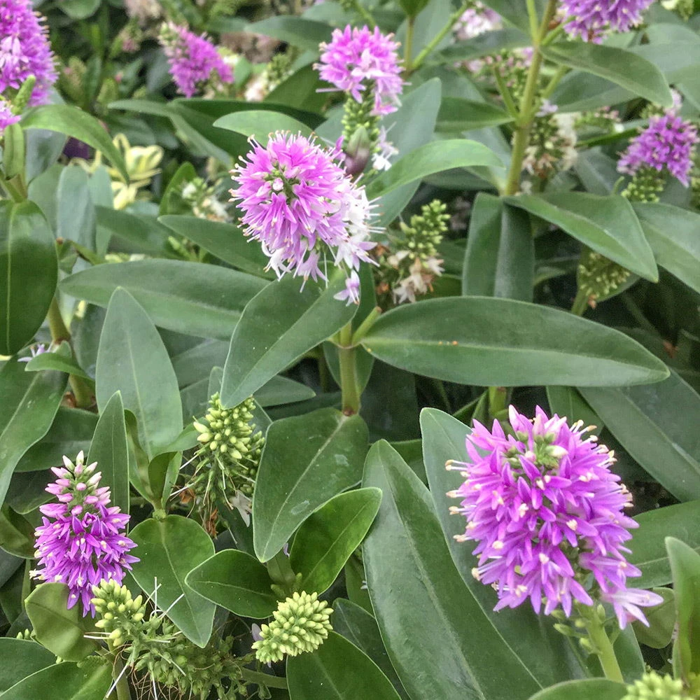 Hebe Rosa-pink, Topf-Ø 19 Cm, 2er-Set 2 Hebe Rosa-pink, Topf-Ø 19 Cm, 2er-Set – Bild 2