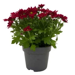Chrysanthemen 'Swifty', Rot, Topf-Ø 12 Cm, 6er-Set -Compo Verkäufe 0690110160 Chrysanthemum indicum Swifty T12 rot 6er Set WS 1 95634