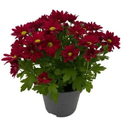 Chrysanthemen 'Swifty', Rot, Topf-Ø 12 Cm, 6er-Set -Compo Verkäufe 0690110160 Chrysanthemum indicum Swifty T12 rot 6er Set WS 3 95635